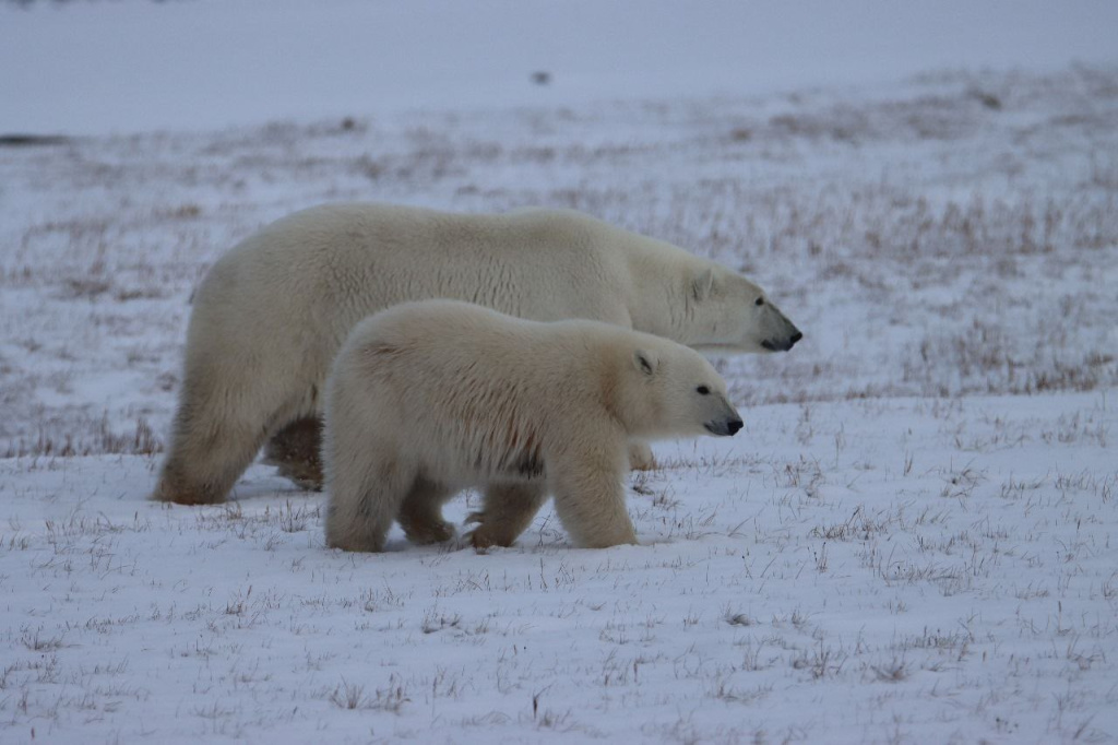 Медведи в заповеднике Медвежьи острова 