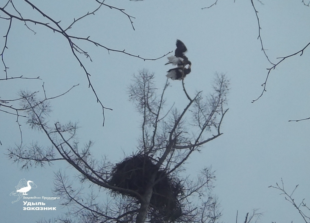 Орланьи нежности_Кадр с фотоловушек