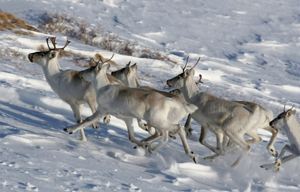 Лесные олени в заповеднике Кузнецкий Алатау.jpg