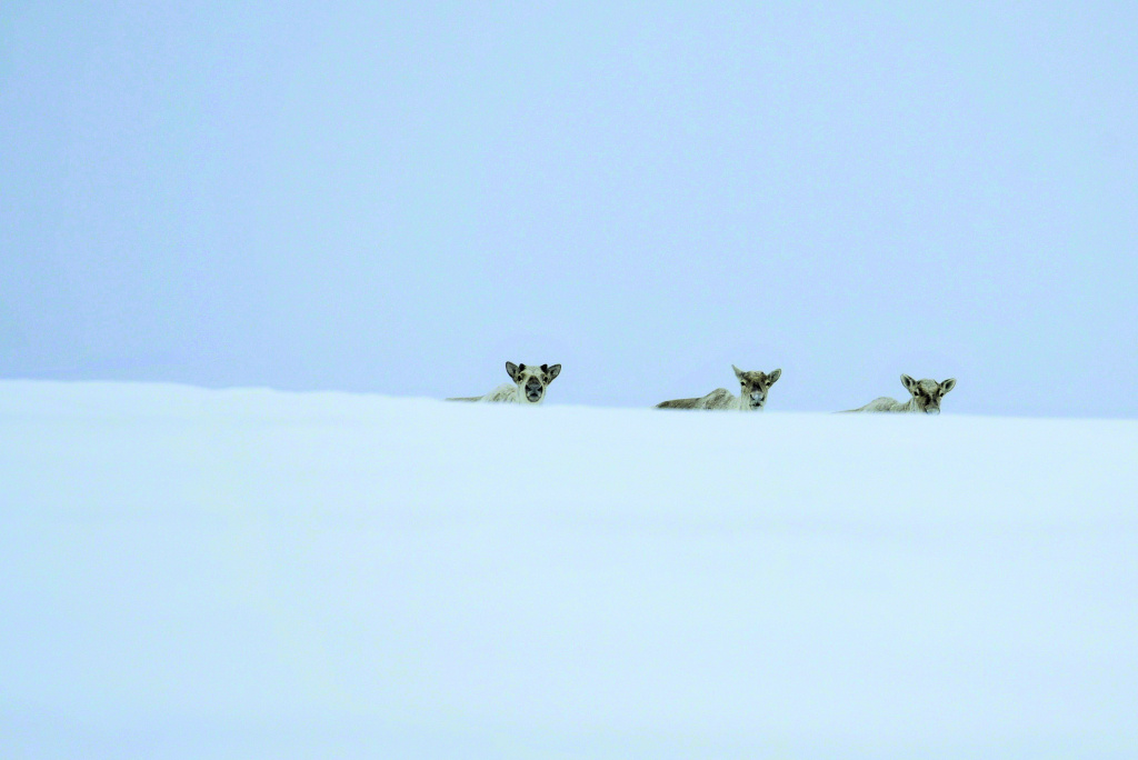 Дикие северные олени Камчатки_Фото Дарьи Шпиленок
