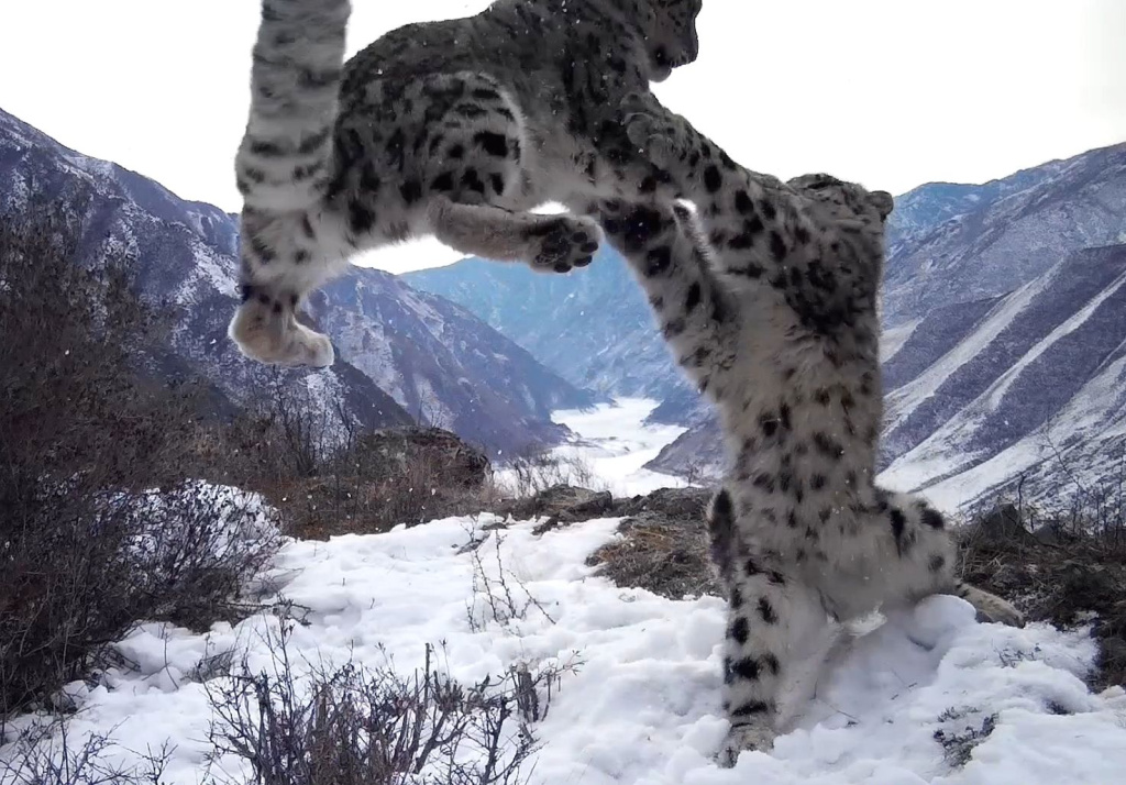 Котята снежного барса резвятся как все дети