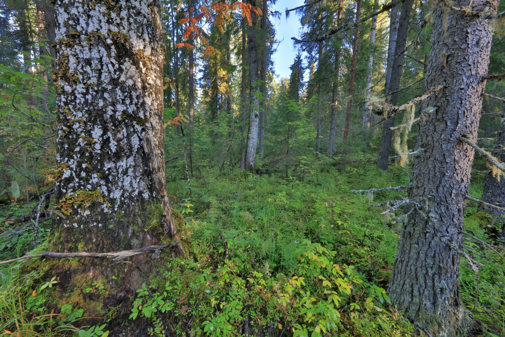 Девственная южная тайга_Владимир Горбатовский