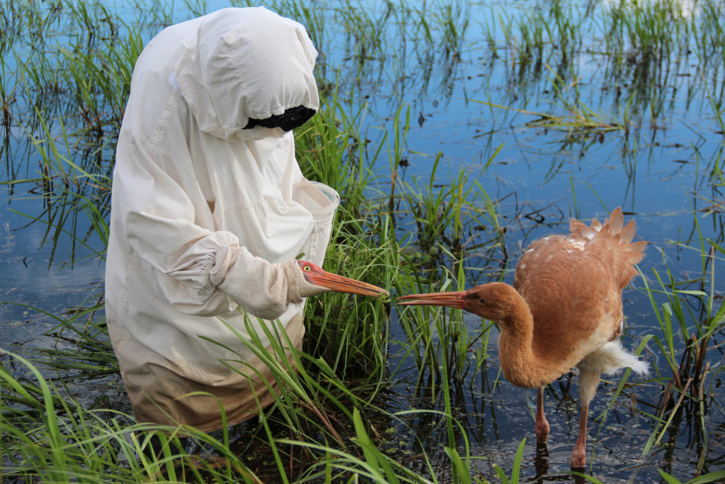 Костюмный метод воспитания стерхов