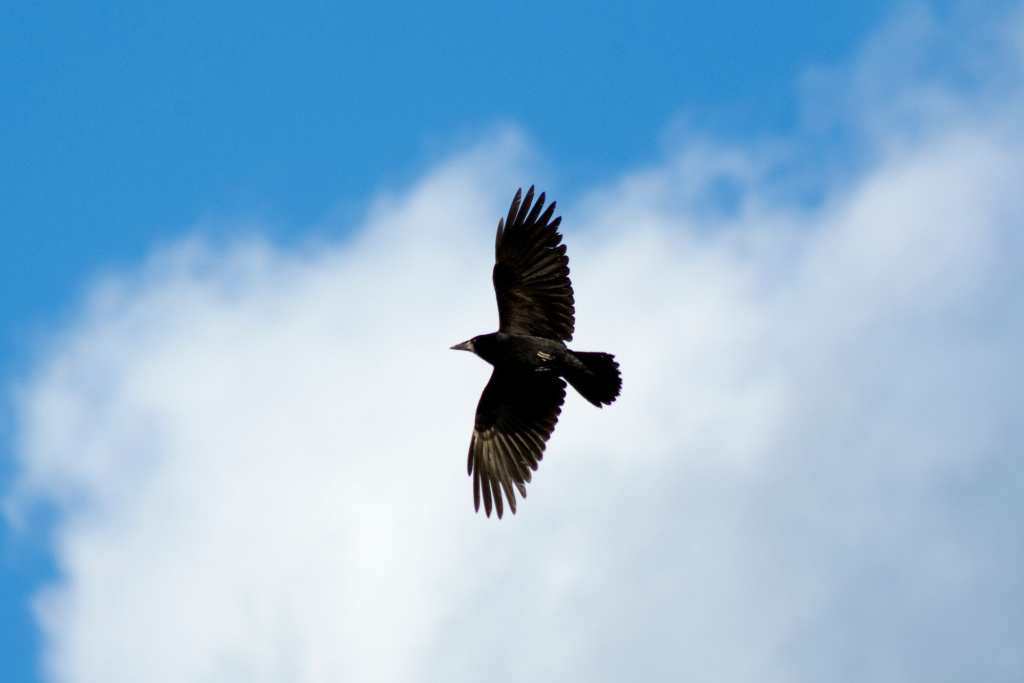Грач в полете_Приокско-Террасный заповедник_Фото А.В. Куличенко