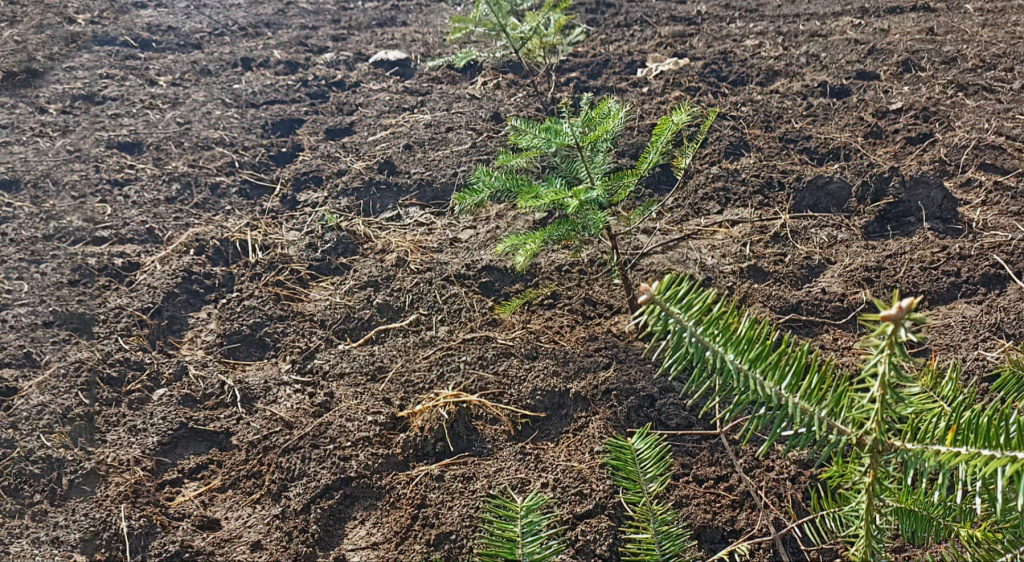 В нацпарке Земля леопарда высадили тысячи саженцев пихты цельнолистной.jpeg
