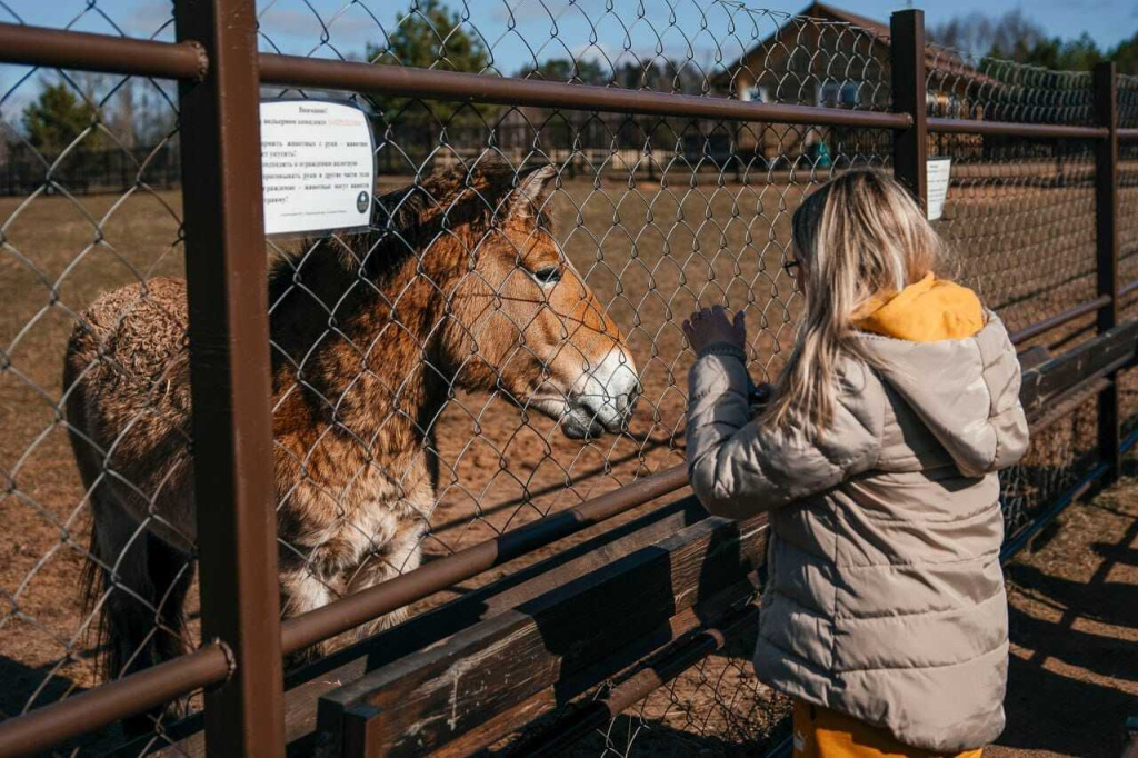 Знакомство с лошадьми Пржевальского 