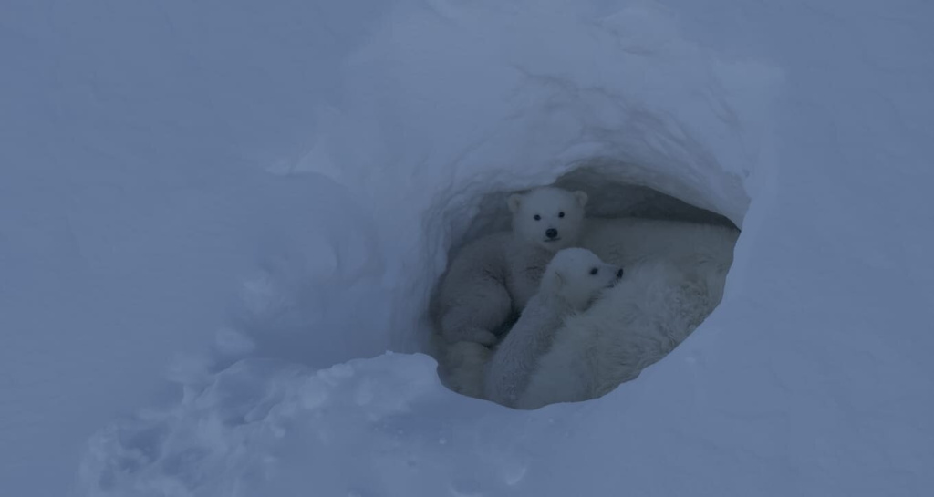 Малыши в берлоге с мамой_Остров Врангеля-2025_Фото Максима Ляменкова
