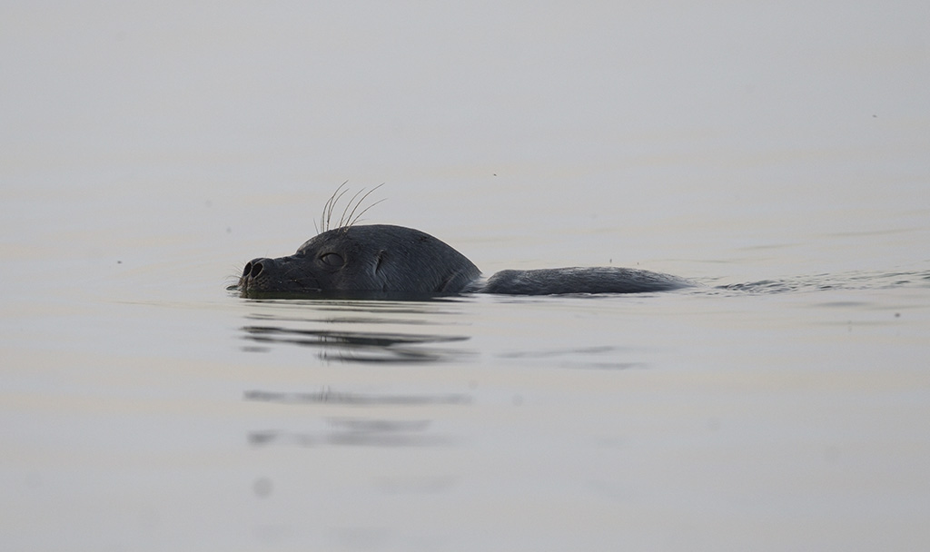 Байкальская нерпа