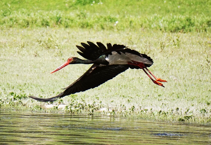 Шорский нацпарк_Аист в полете.jpg