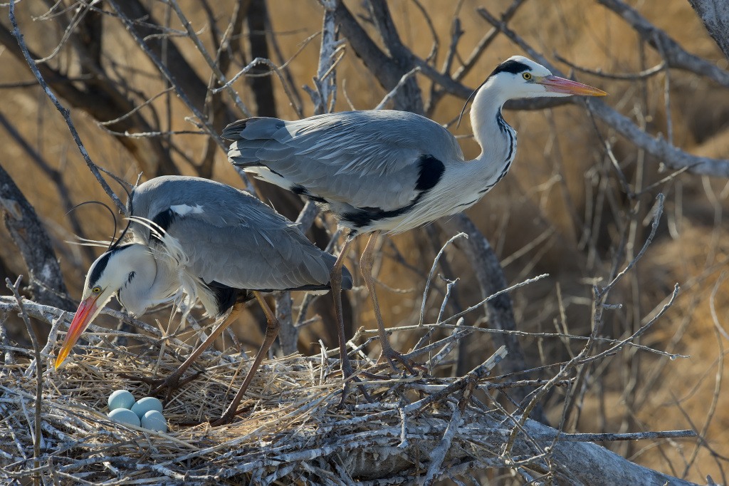 фото Безруков Алексей _DSC2859 серая цапля.jpg