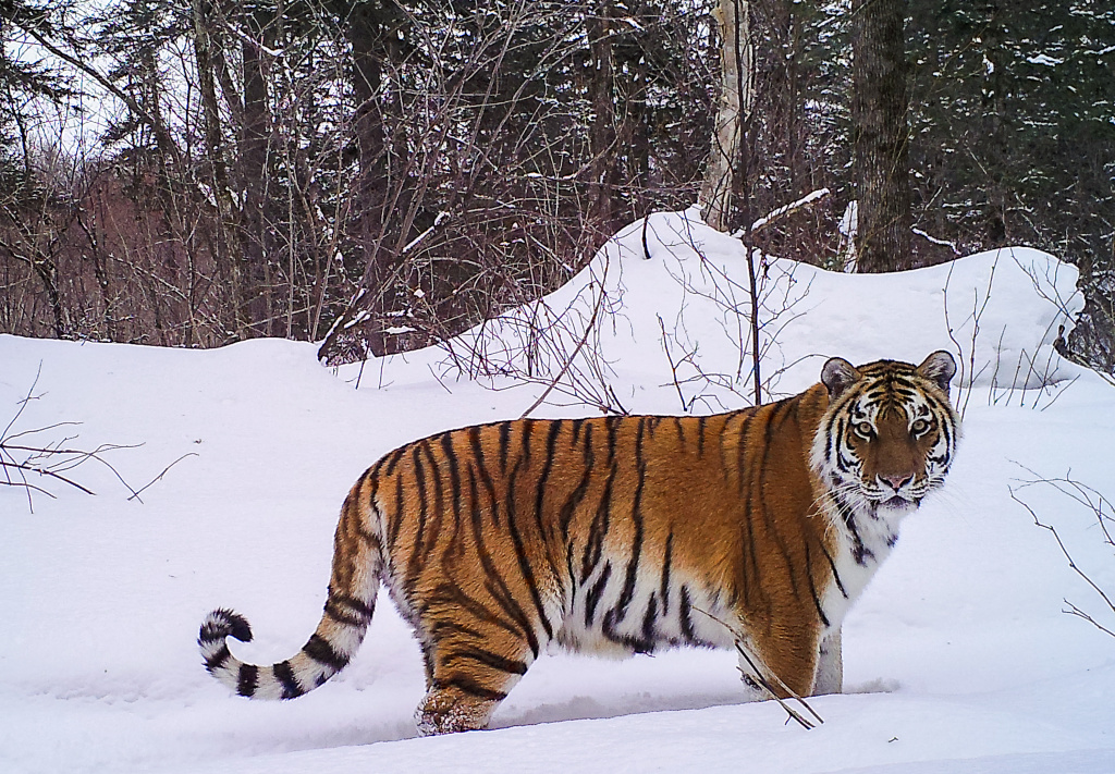 Нацпарк Удэгейская легенда_Самка амурского тигра_Фотоловушка