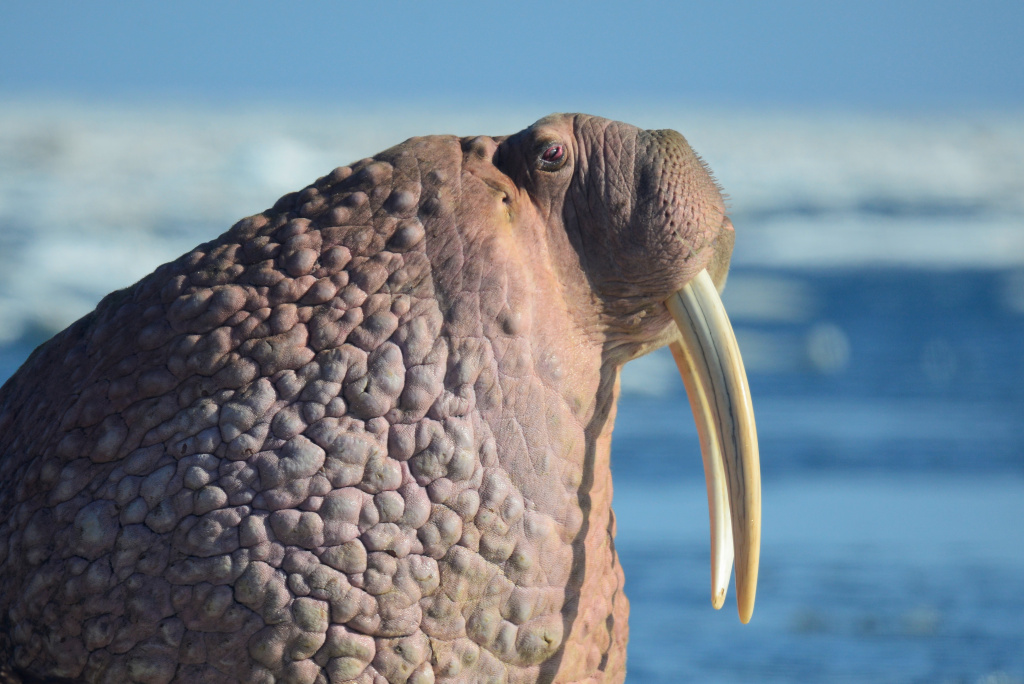 Морж. Остров Врангеля. Автор фото Т.Придорожная (2).JPG