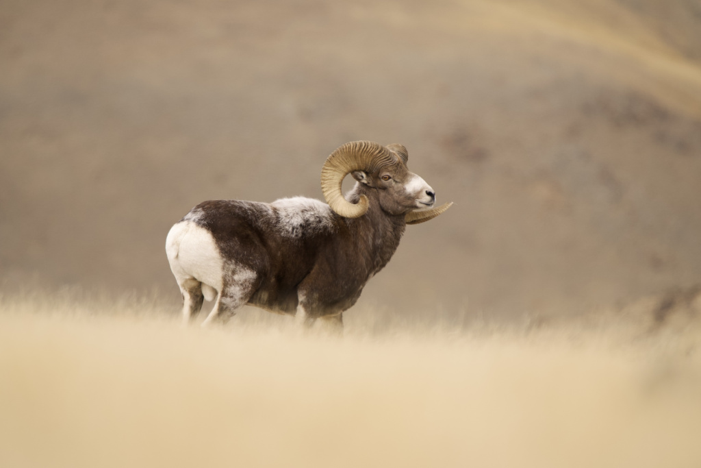 Алтайский горный баран Денис Гуляев.jpg