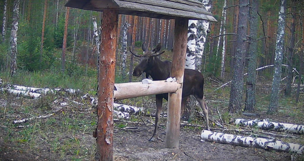 Молодой лось у солонца в нацпарке Марий Чодра