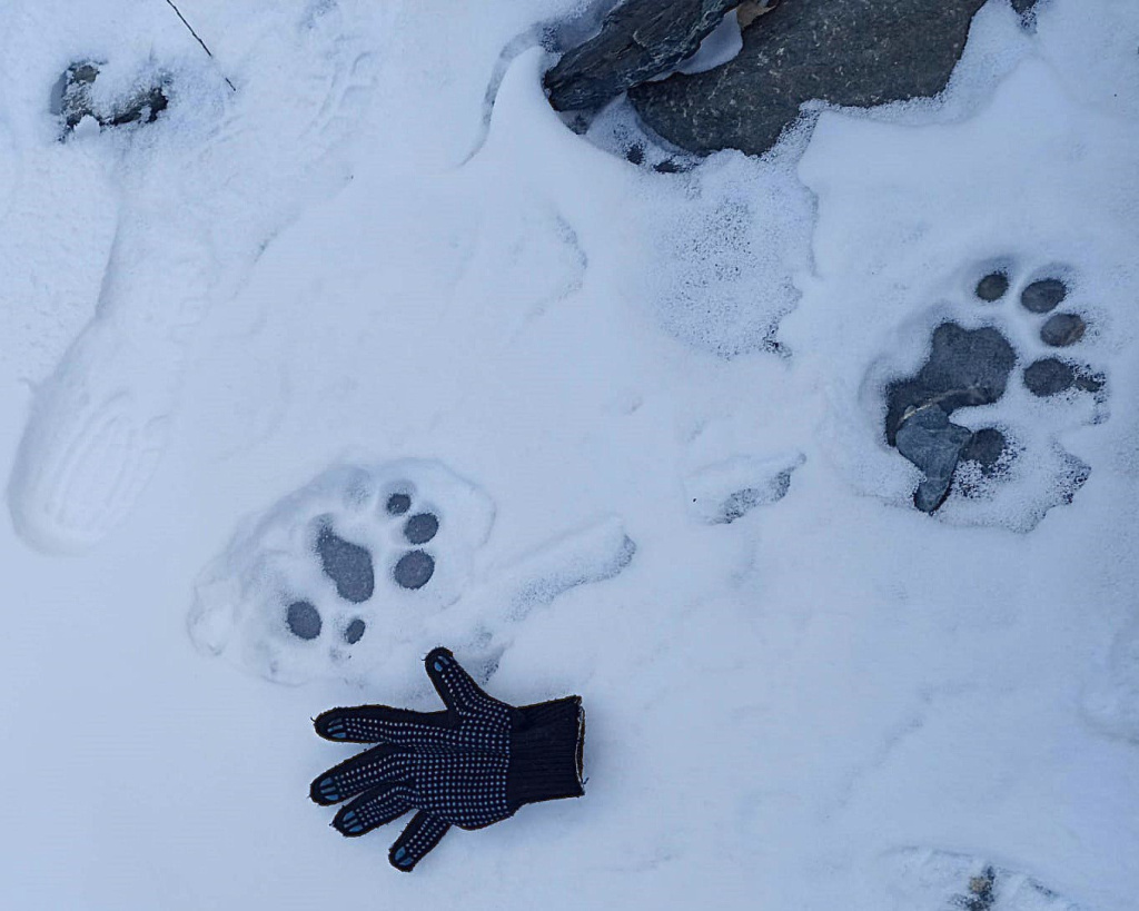 В Сайлюгемском нацпарке во время антибраконьерского рейда встретили следы ирбиса.jpg
