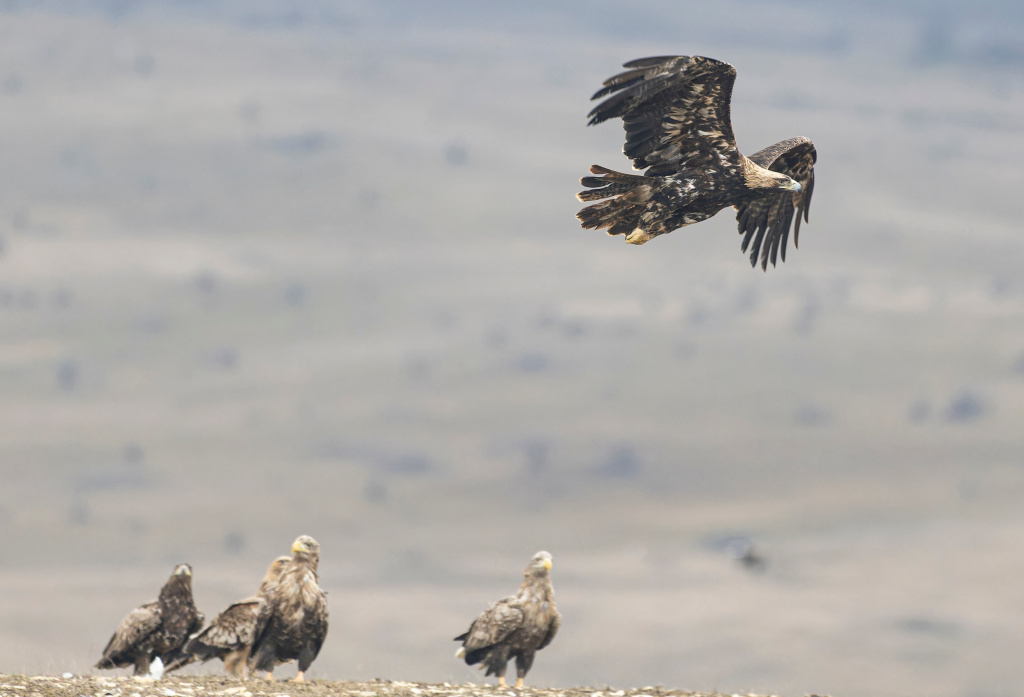 Фото С.Барабанщиковой. Могильники, орланы и степной орел.jpg