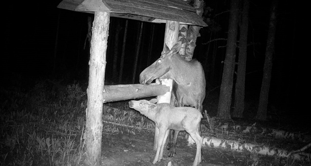 Лоси у солонца в нацпарке Марий Чодра