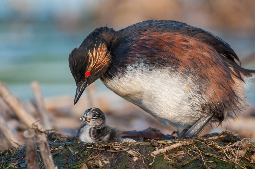 Многообразие природных комплексов нацпарка определило богатство его биоразнообразия_Фото Джамалдаев Руслан