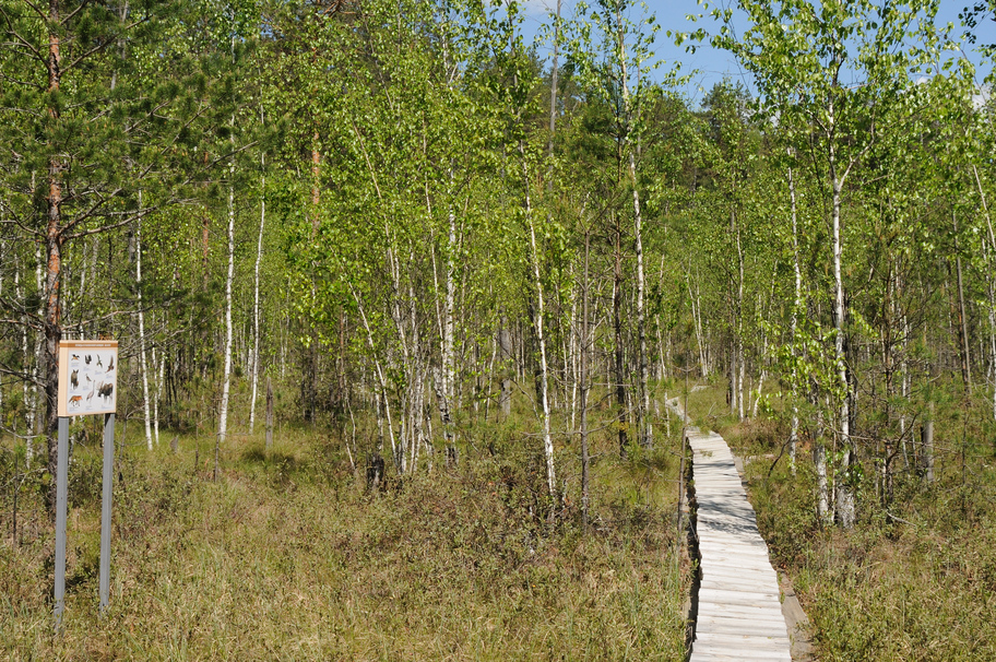 Экологическая тропа Болота у зубровника_Фото Марины Горянцевой