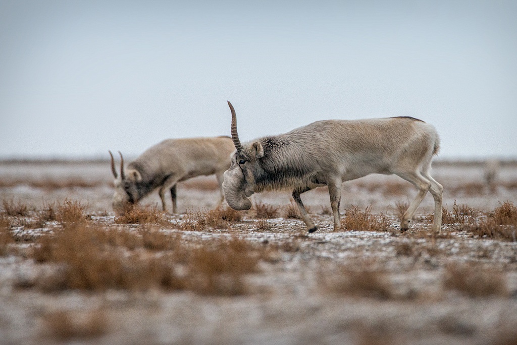Сайгаки идут! _Заповедник Черные земли_Ростислав Машин
