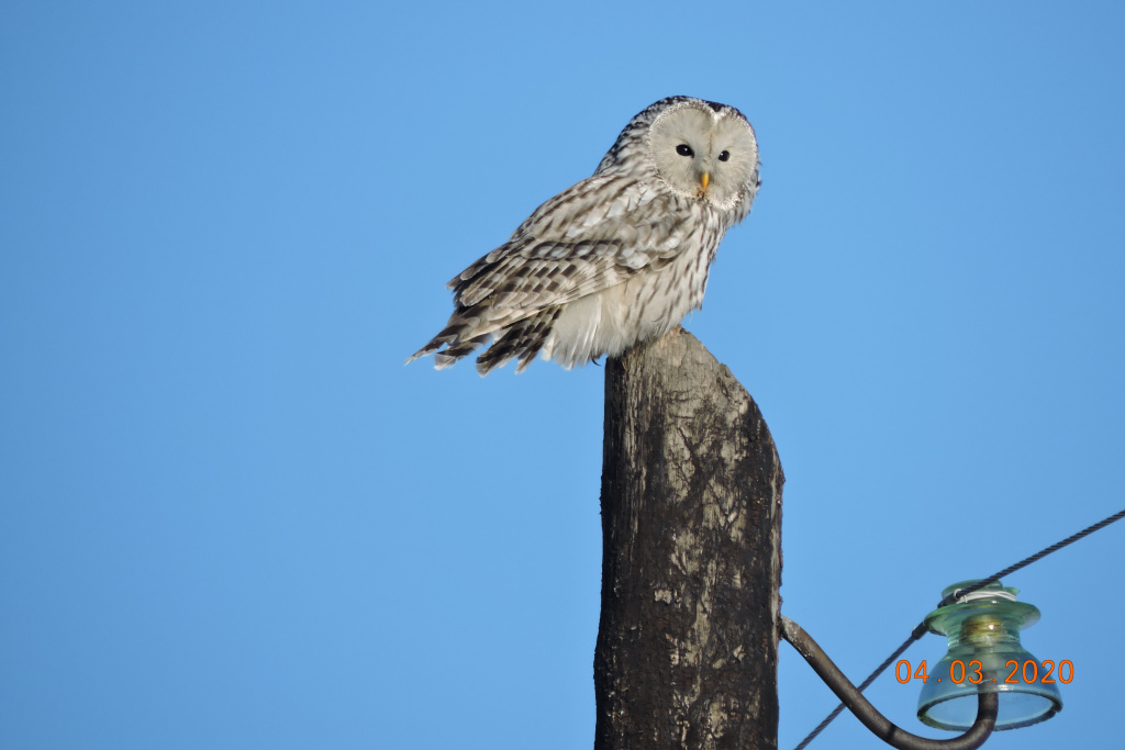 Длиннохвостая неясыть на опоре ЛЭП в д. Першлахта. Фото Любови Сивцевой.JPG