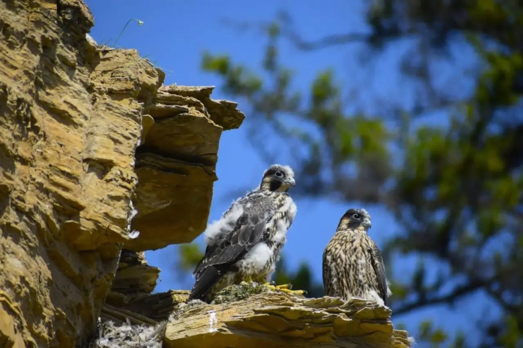 Главная цель - получить уникальные телеметрические данные о маршрутах перелетов и местах зимовок сапсана_Фото Мичил Ноговицын