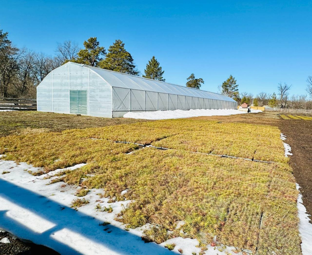 Лесной питомник нацпарка Бузулукский бор