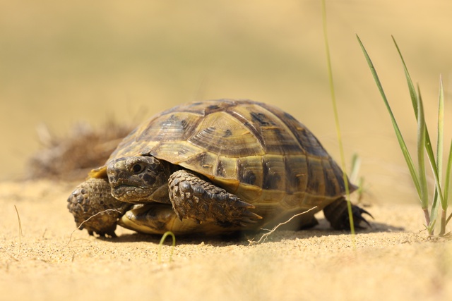 Средиземноморская черепаха Палласа_Дагестанский заповедник_Фото Алексея Бибина