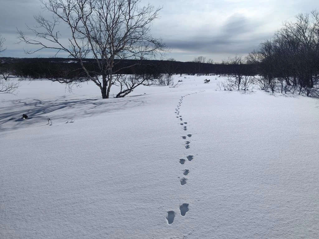 Заяц-беляк_Дмитрий Балакирев