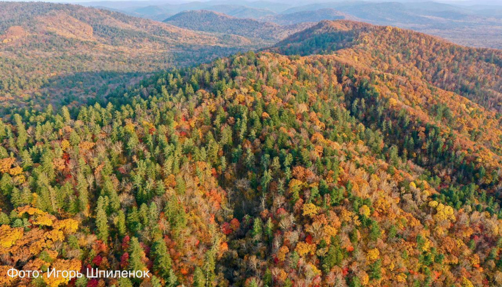 Уссурийский заповедник_Фото Игорь Шпиленок