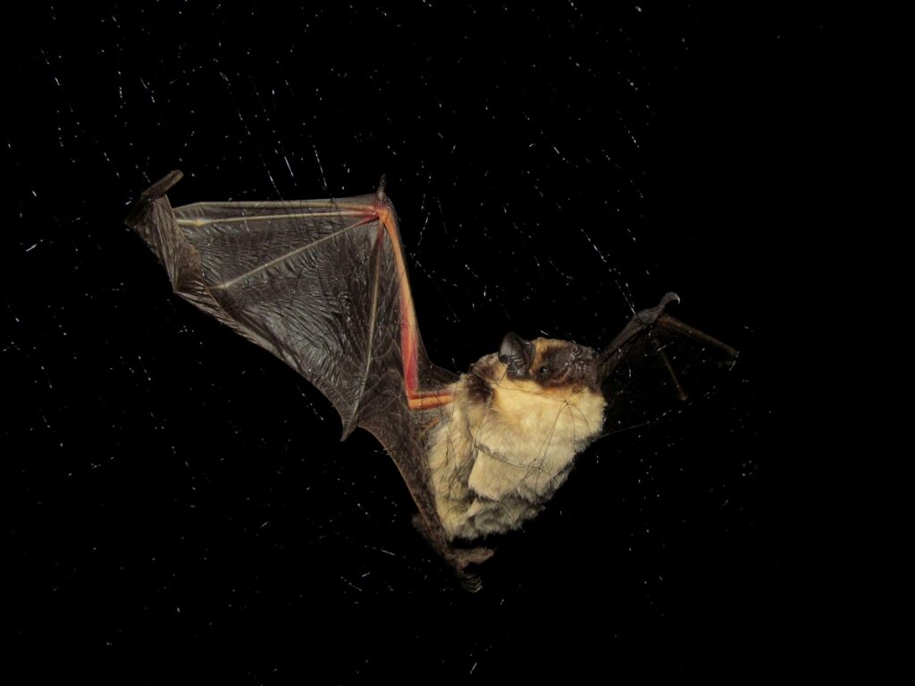 Двухцветный кожан в Тигирекском заповеднике. Фото Ирины Баевой