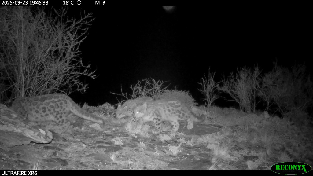 Муся с котятами 