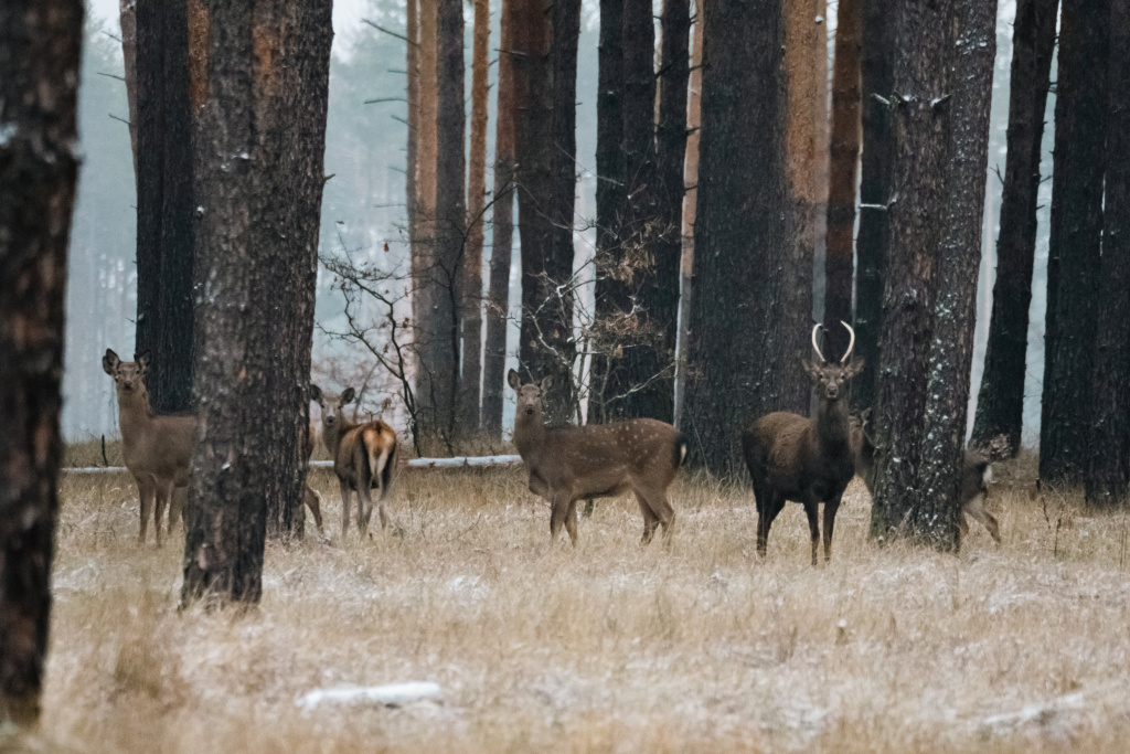 Хоперский заповедник_Евгения Озёрская