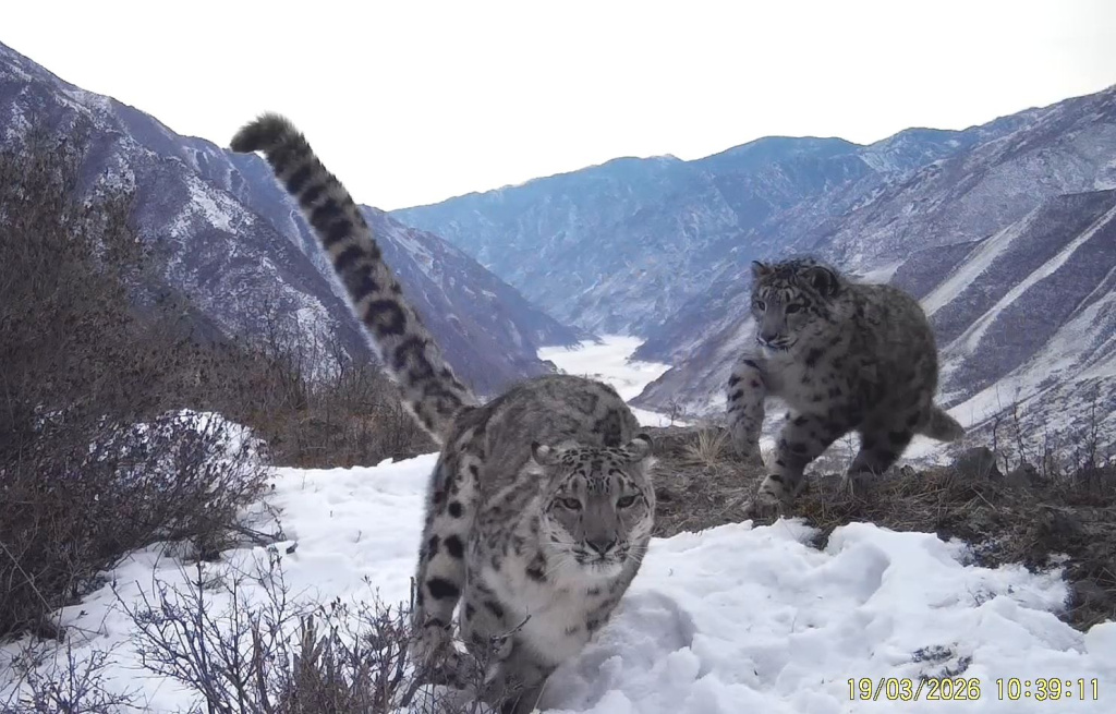 В Саяно-Шушенском заповеднике удалось уточнить половую структуру группировки ирбиса на северной границе ареала