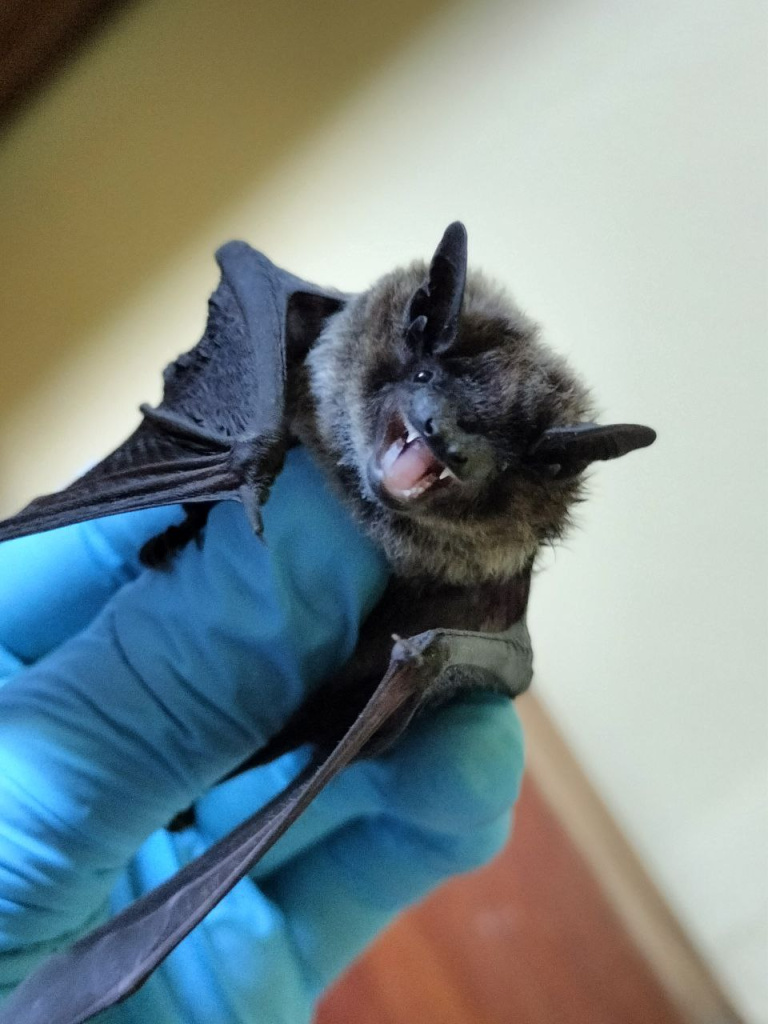 Краснокнижный альшанский нетопырь_ Фото Ульяна Горобейко 