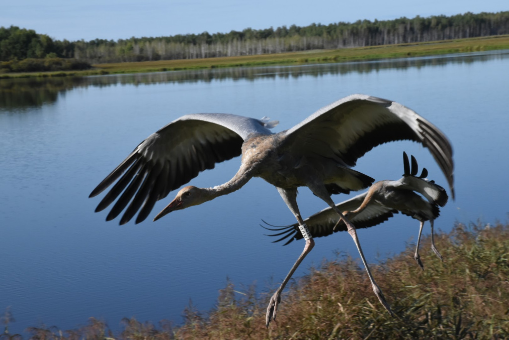 Даурские журавли_Питомник журавлей Хинганского заповедника_Фото Н.Кузнецова