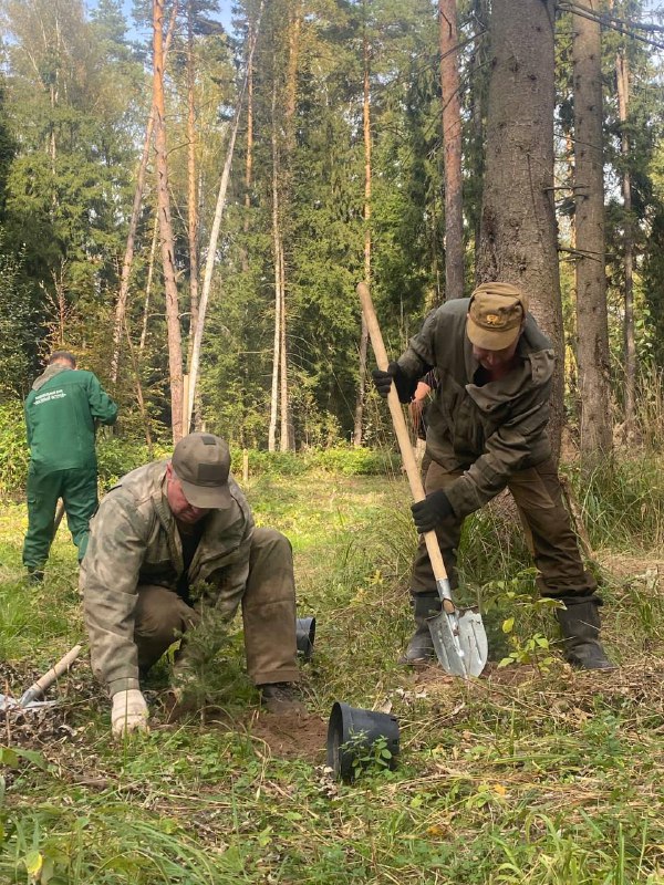 В нацпарке Лосиный остров в сентябре этого года высажено 1200 елей
