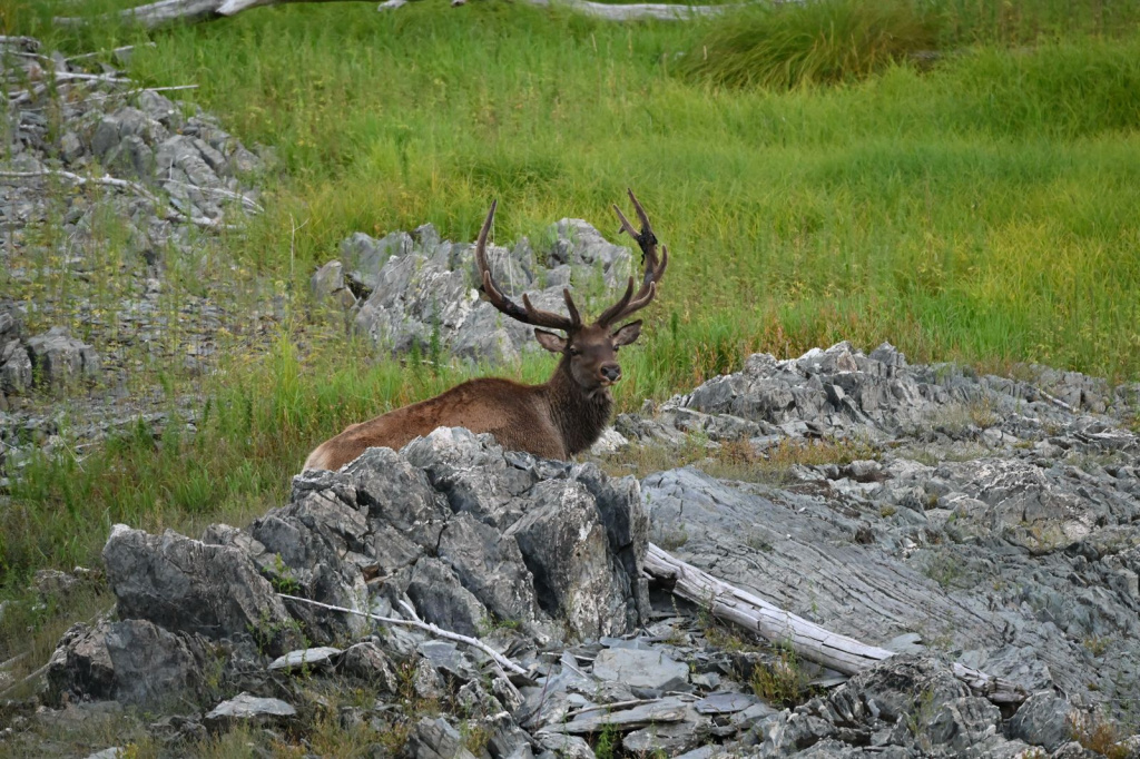 В Саяно-Шушенском заповеднике посчитали маралов на реву 