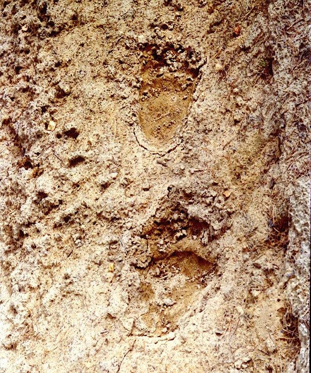 Следы взрослого бурого медведя на влажном песке. Фото С.А.Фетисова.