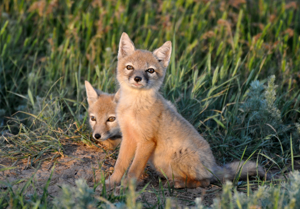 Заповедник Ростовский Корсачка фото А. Липковича