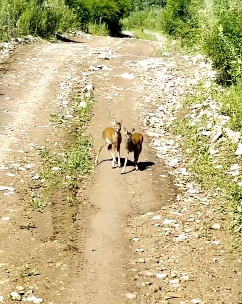 Детенышей водяного олея впервые зафиксировали в нацпарке "Земля леопарда"