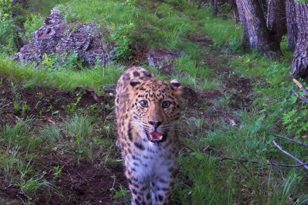 Знаменитое селфи Leo 191M "Улыбающийся леопард" покорило мир