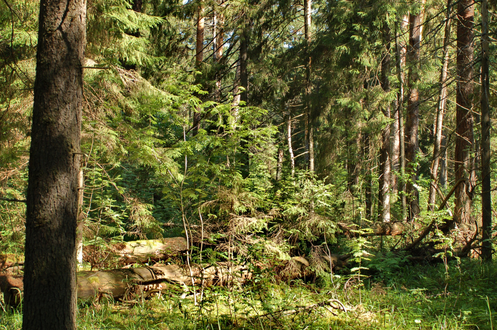 Раифа Хвойный лес Е. Прохоров