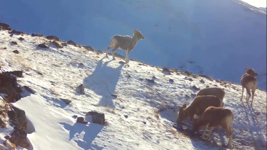 Аргали на солонце в Сайлюгемском национальном парке