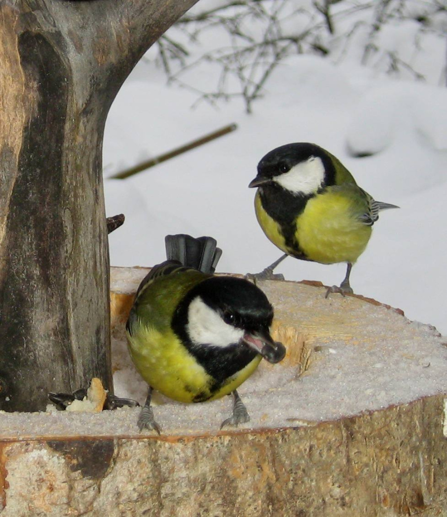 Синицы - частые посетители кормушек_Валдайский парк