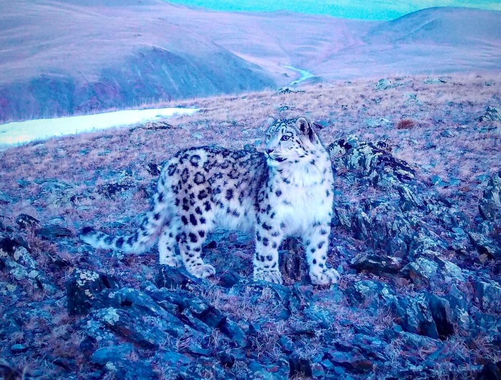 Международная конференция по сохранению ирбиса объединила 12 стран