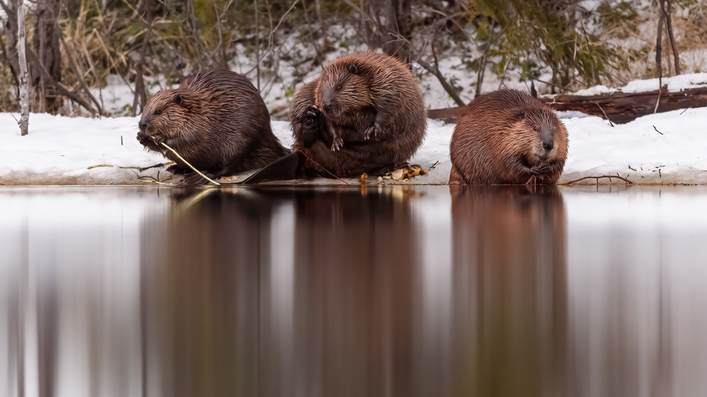 Семья бобров. Река Новгуда. Фото Михаил Калинин