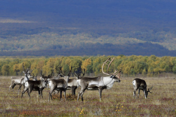 Дикие северные олени Камчатки_Фото Алексея Маслова