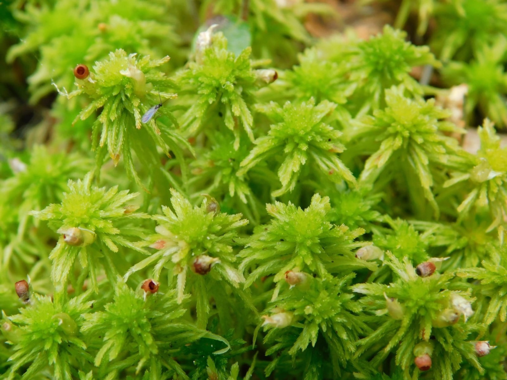 Сфагнум пятирядный (Sphagnum quinquefarium)