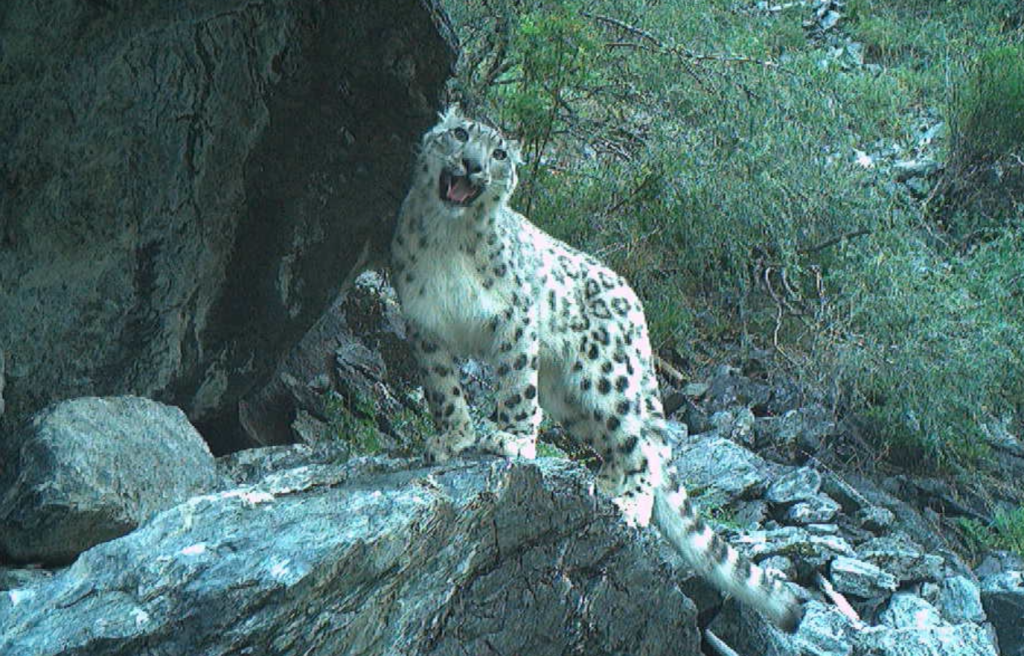 Сейчас в Саяно-Шушенском заповеднике обитает 17 снежных барсов